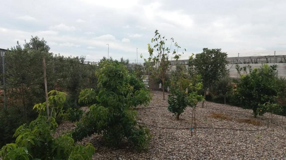 Un campo ‘más verde’ tras superarse el primer año de aplicación de la Ordenanza Municipal de Invernaderos y su Entorno