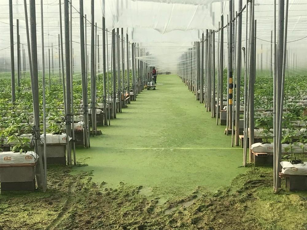 Más de 40 hectáreas de invernaderos, anegadas por la falta de extracción del acuífero superior