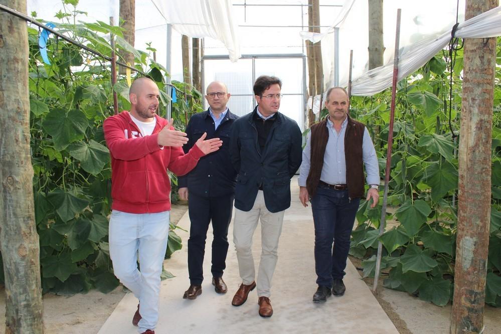 Góngora apela a 'la unidad de acción del sector para superar la crisis de precios del pepino usando los mecanismos de retirada de producto'