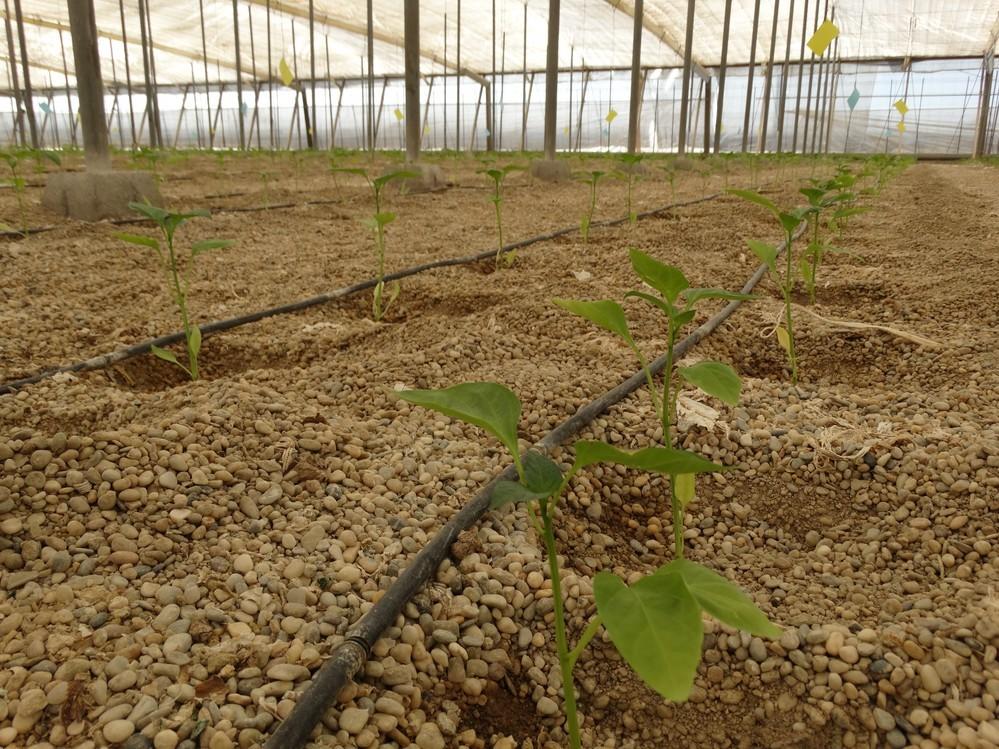 El Ejido conmemora el Día Mundial del Agua con una jornada en la que se pone en valor este importante recurso de la agricultura de la provincia