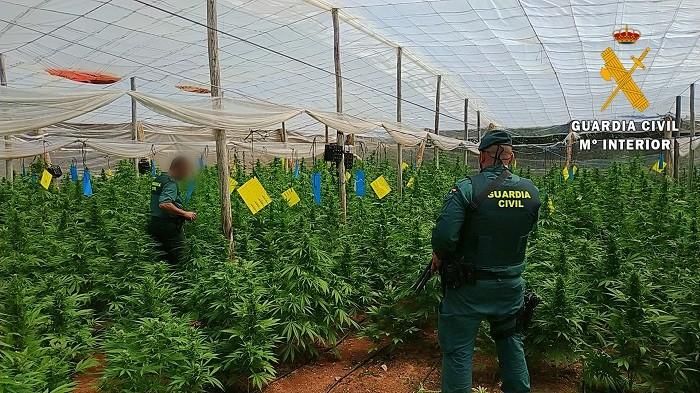 La Guardia Civil localiza una plantación con 4.000 plantas de marihuana en cuatro invernaderos de El Ejido