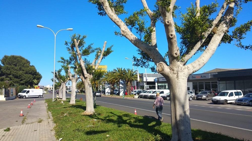 Izquierda Unida-Equo denuncia la tala indiscriminada de árboles