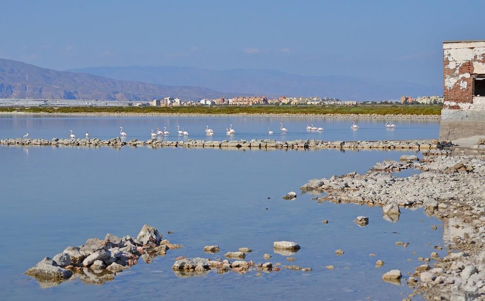 Un itinerario para descubrir la biodiversidad en los humedales del Poniente almeriense