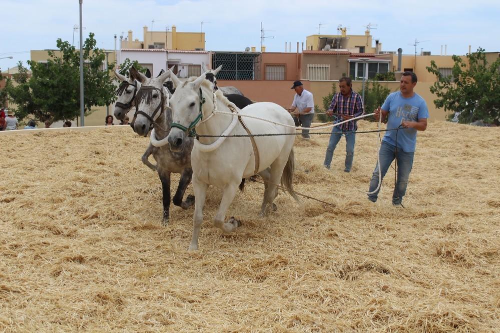 Santa María del Águila ha celebrado su VIII Encuentro de Trilla en la Plaza de la Era