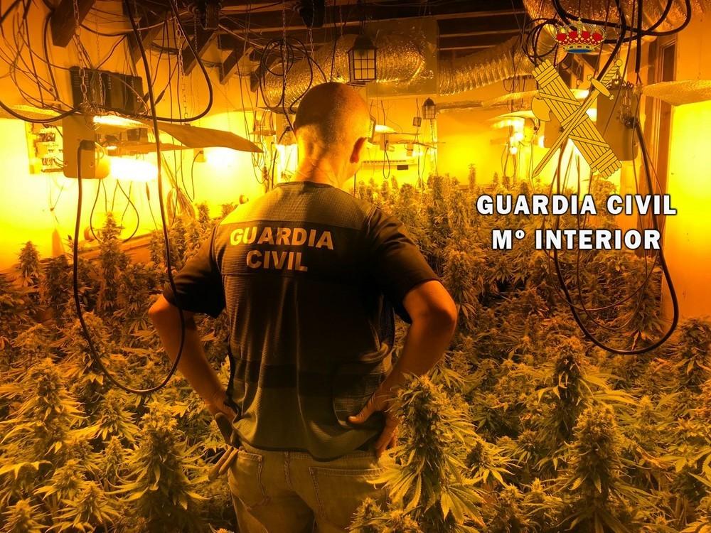 Una persona detenida por Guardia Civil al cultivar una plantación de 390 plantas de marihuana a 50 metros de un parque infantil
