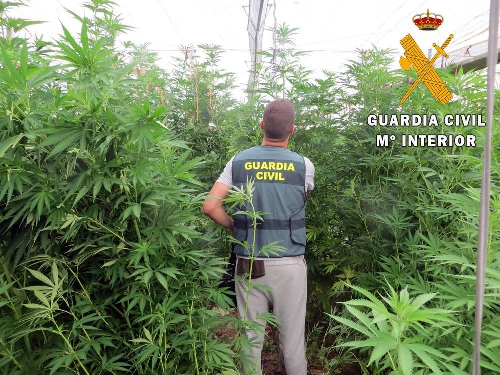 La Guardia Civil de Almería localiza la mayor plantación invernada de marihuana en lo que va de año con 5.300 plantas