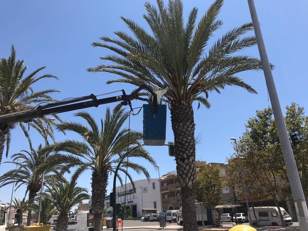 Continúa la campaña para prevenir y combatir el picudo rojo en las palmeras de Adra