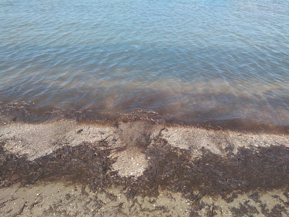 Bañistas de Almerimar se quejan del fango que deja en las playas las maniobras de dragado del puerto