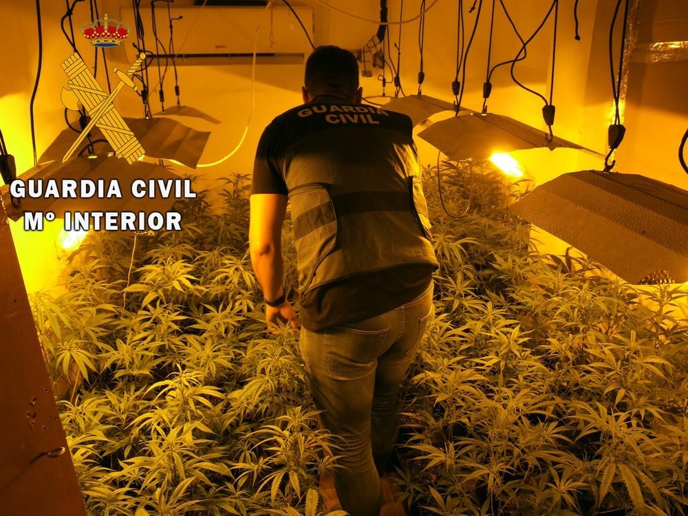 La Guardia Civil interviene 236 plantas  de marihuana en una plantación “in door” en El Parador y detiene dos personas por cultivo