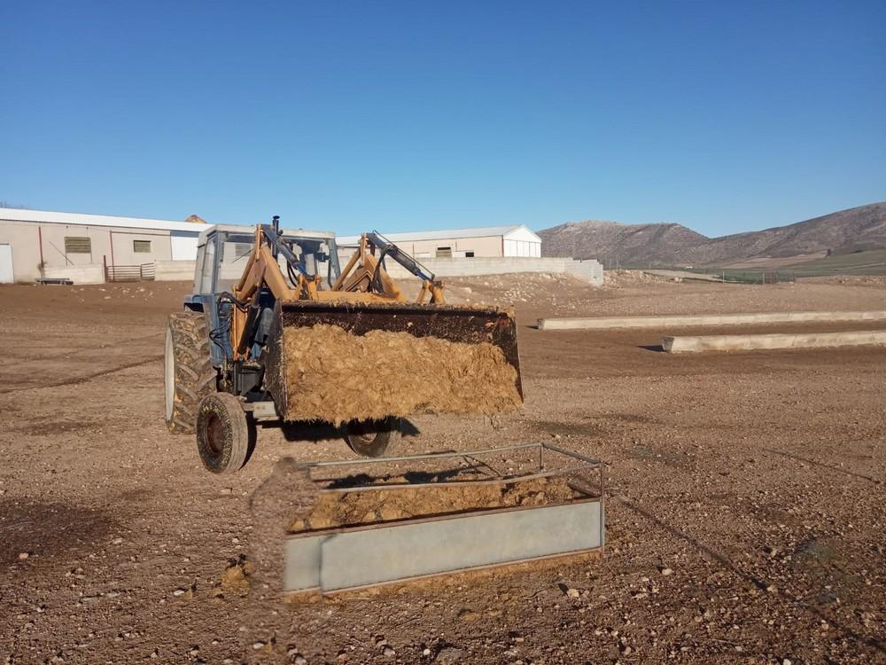 El Gobierno ejidense comprueba el excelente grado de aceptación entre los ganaderos del ensilado de Frutilados como alimento para el cordero segureño