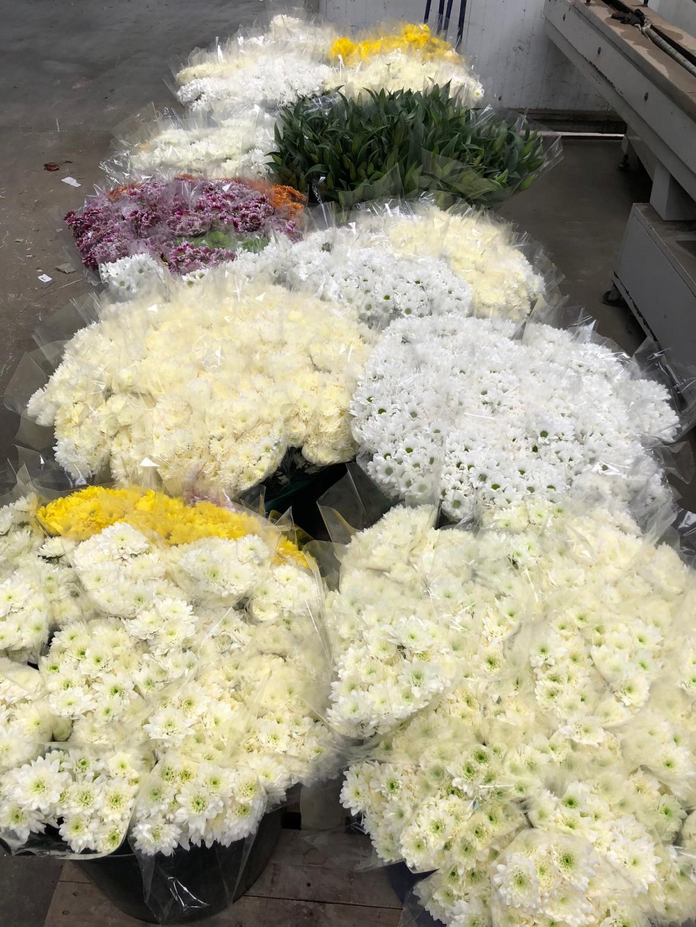 Cuadrado Plantas y Flores hace felices a miles de trabajadores del Poniente almeriense regalando su producción de flores
