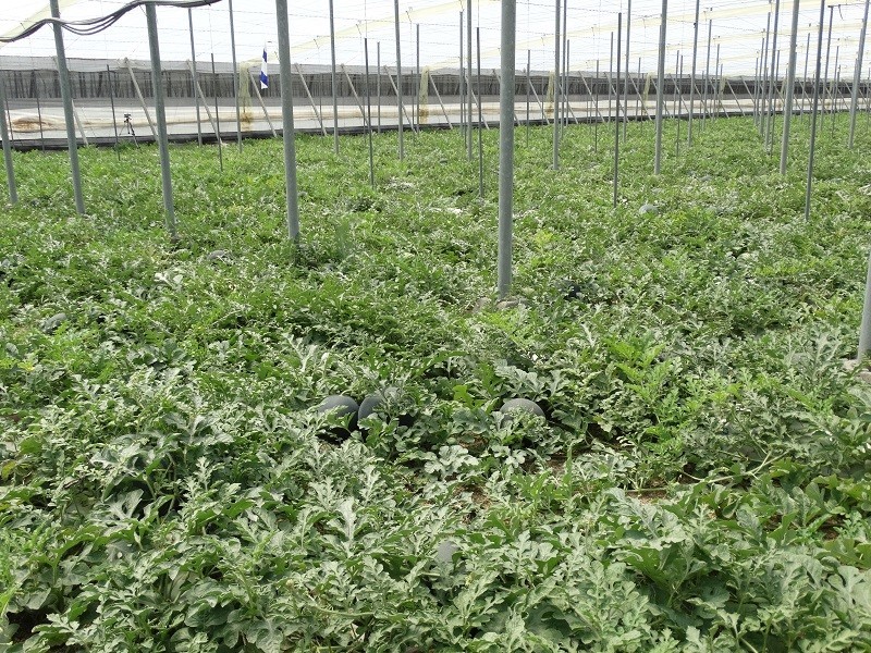 La Unión de Agricultores Independientes busca el compromiso de COEXPHAL “para acabar con los abusos del campo”