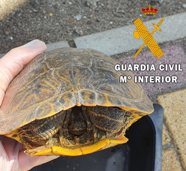 La Guardia Civil recupera un ejemplar de galápago de Florida en una calle de Balerma