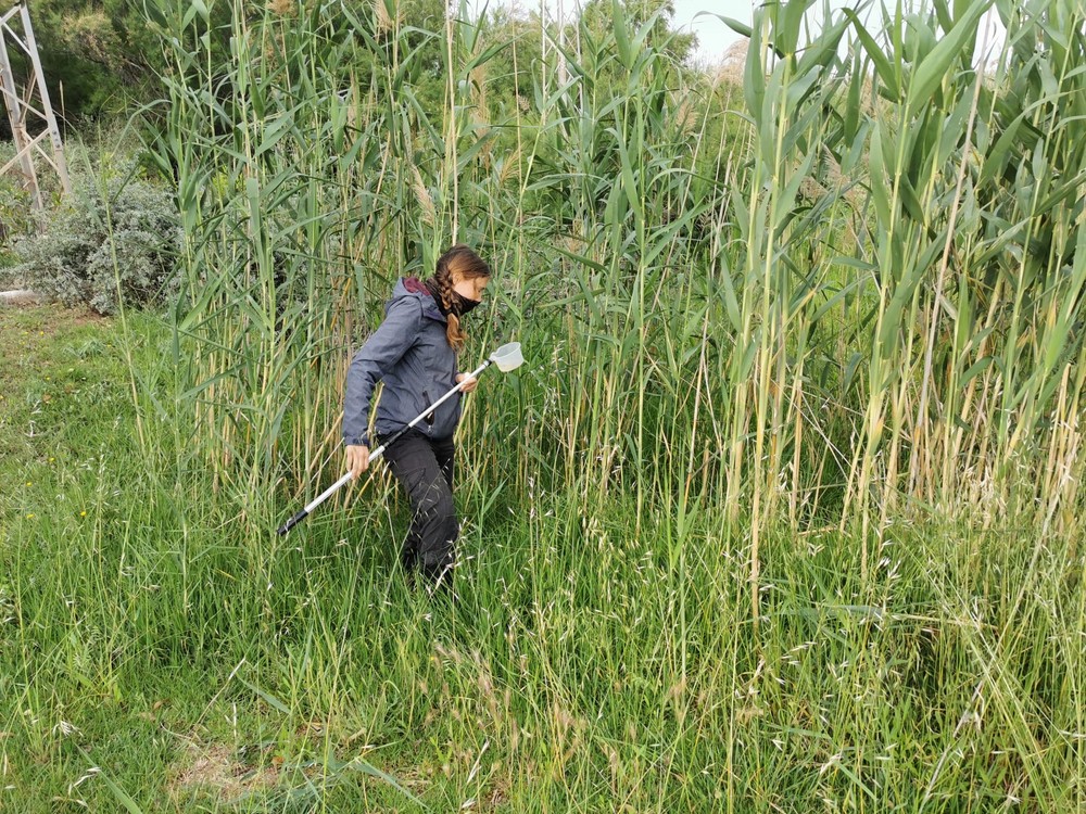 El Ayuntamiento de El Ejido refuerza el tratamiento de los mosquitos en el límite de Almerimar con Punta Entinas y en San Agustín