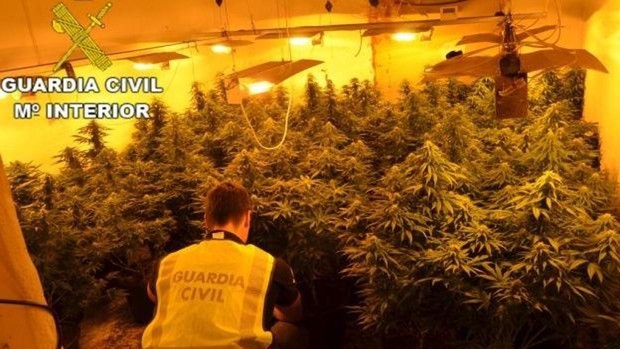 La Guardia Civil detiene al responsable de una plantación indoor de marihuana con 190 plantas en El Ejido