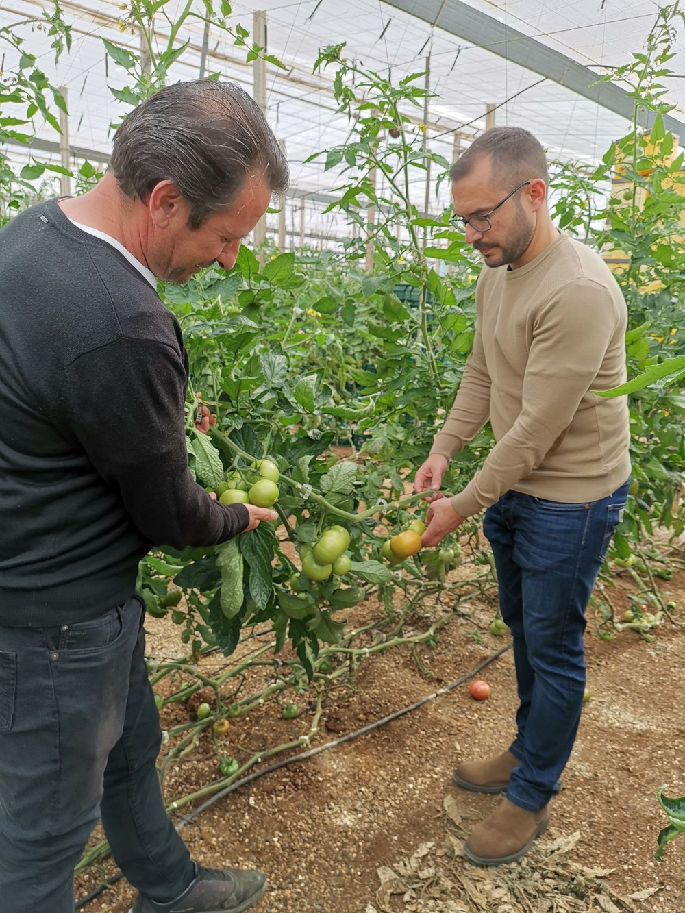 Carrefour compra 5.000 toneladas de tomate al campo almeriense