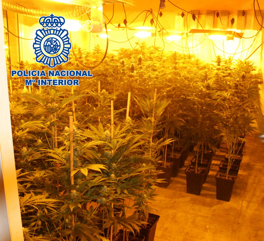 Un padre y un hijo ocultaban plantaciones de marihuana en sus viviendas de El Ejido