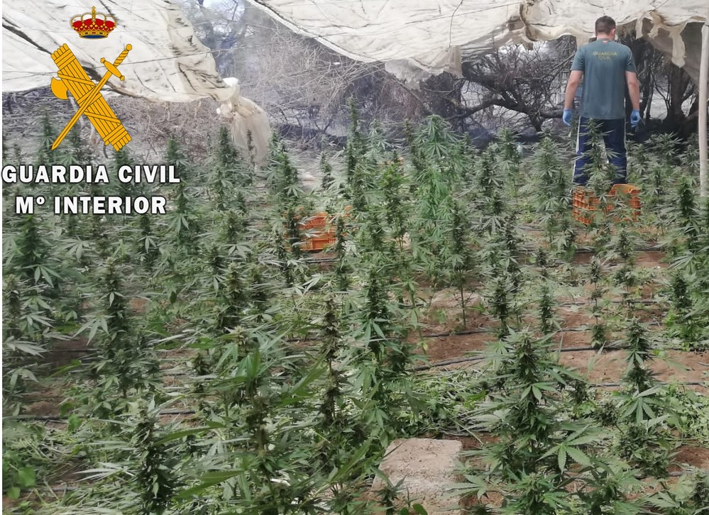 La Guardia Civil interviene un cultivo de marihuana durante la extinción de un incendio en un invernadero