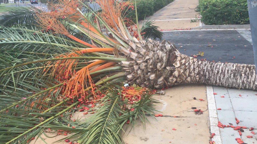 El fuerte viento de poniente deja desperfectos en calles y jardines del municipio