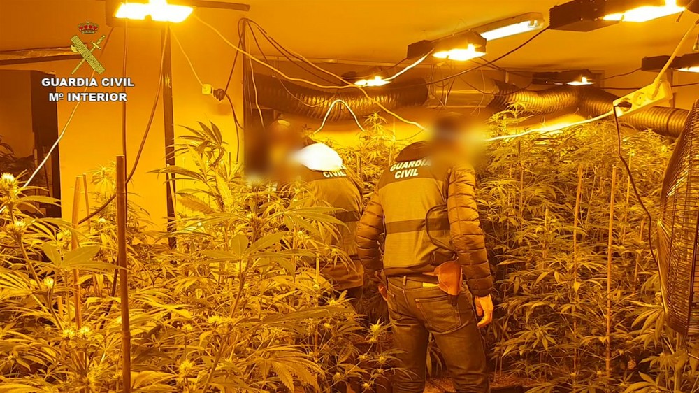 La Guardia Civil detiene a seis personas de una misma familia de Vícar e interviene un cultivo de 1.576 plantas de marihuana