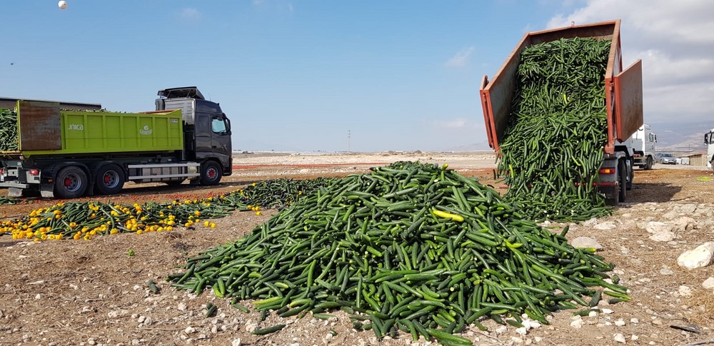 COEXPHAL destruye productos hortofrutícolas por los bajos precios que registran de forma sostenida durante la última semana