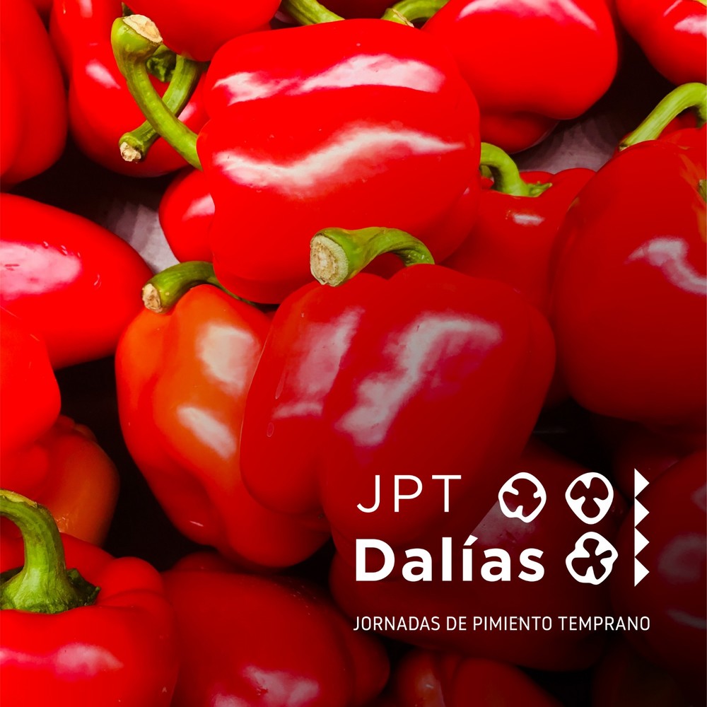 El Ayuntamiento de Dalías honrará las Jornadas del Pimiento Temprano con los protagonistas del campo de Dalías