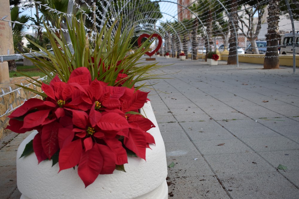 Vícar engalana sus rotondas y zonas verdes con más de 1.500 pascueros de cara a la Navidad