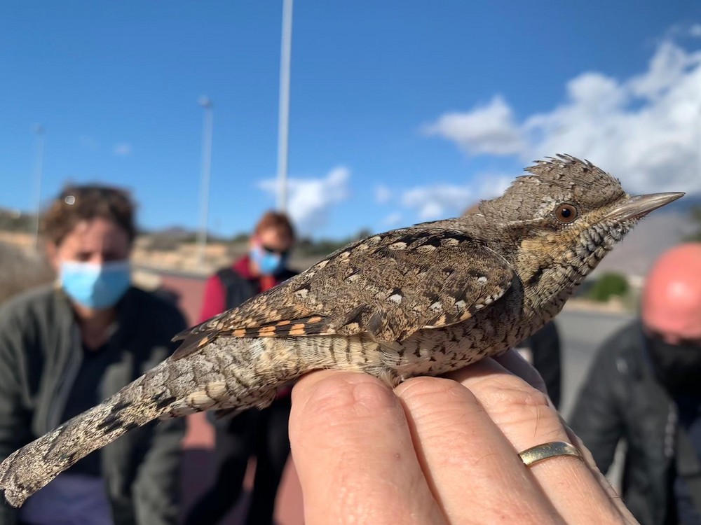 Buena acogida de la jornada de educación ambiental organizada en los artos de El Ejido