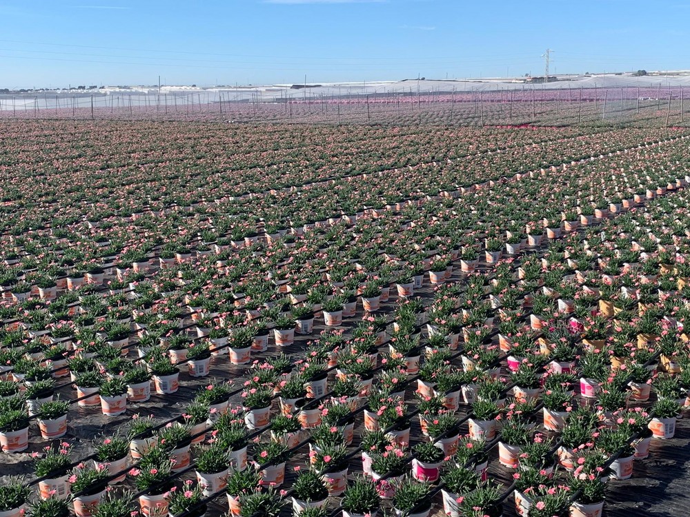 Vícar emprende su primer proyecto como municipio 'Flor De Andalucía'