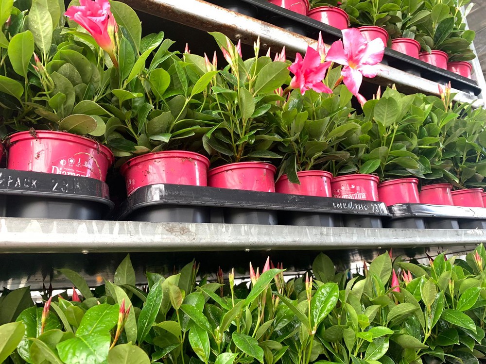 Vícar engalana con flores sus rincones con encanto para recibir a la primavera