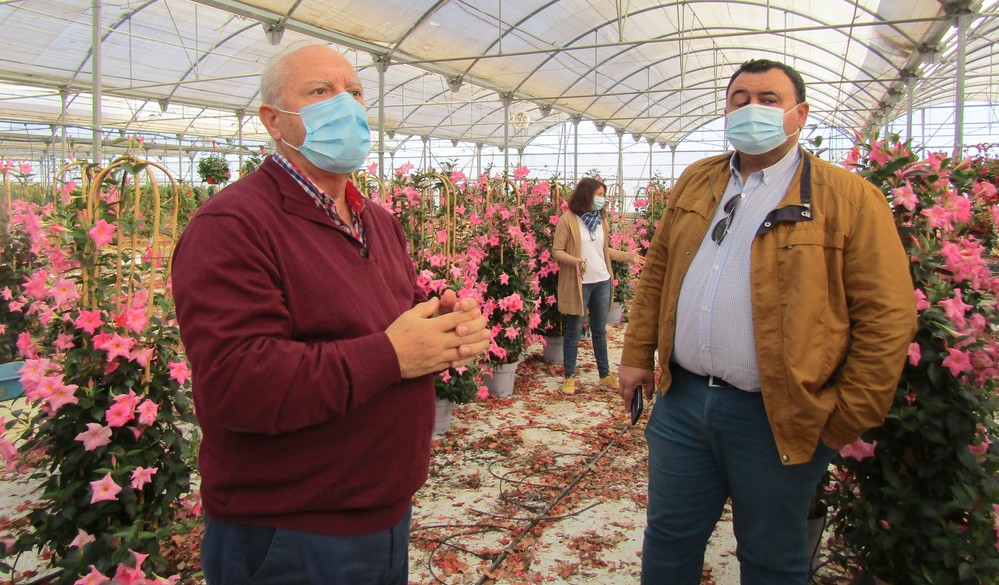 El Ayuntamiento de El Ejido elabora un informe que evalúa el impacto económico del COVID-19 en el sector de la planta ornamental y flor cortada del municipio