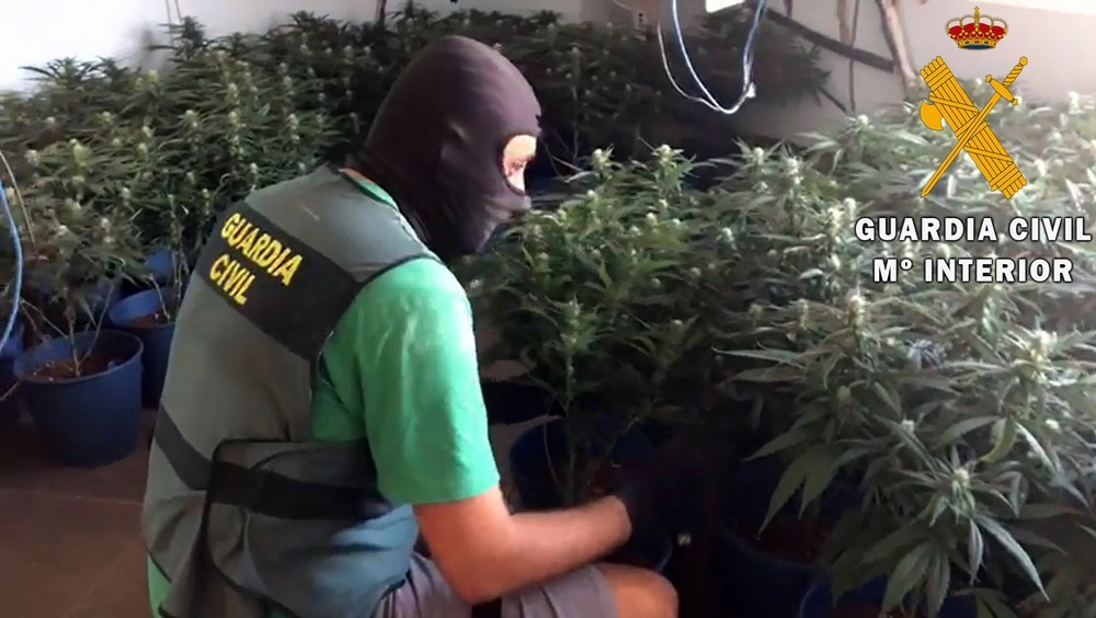La Guardia Civil detiene en Berja al responsable de una plantación con 200 plantas de marihuana