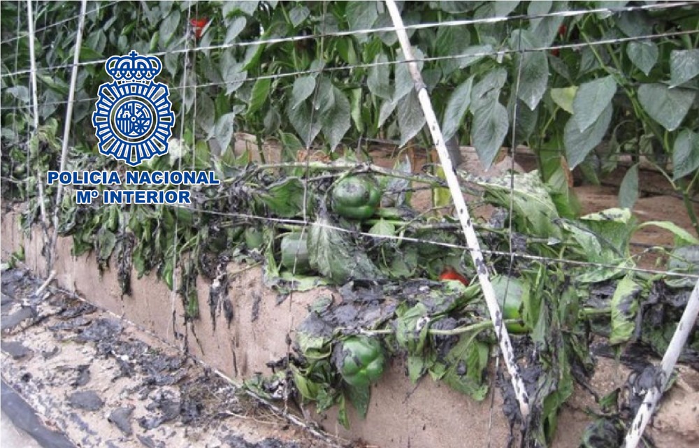 La Policía Nacional detiene en El Ejido a un pirómano que prendió fuego a varios invernaderos