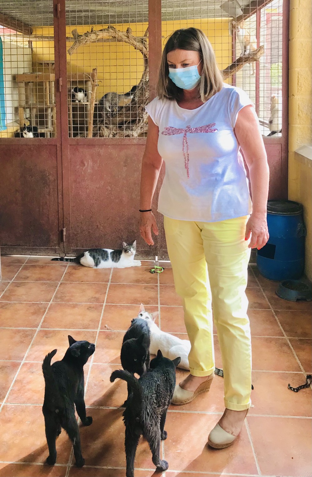 Ayuntamiento y asociaciones animalistas continúan trabajando por regular y controlar las colonias felinas