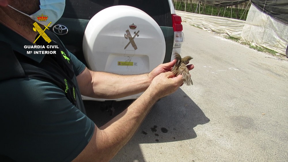 La Guardia Civil investiga a tres personas por la captura no permitida de aves con redes invisibles