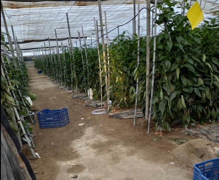 Un agricultor denuncia el robo de 80 cajas en su invernadero