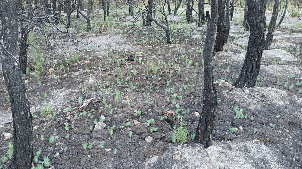 El Teatro acoge este viernes la II Jornada de Ciencia Ciudadana del proyecto ‘Regenera Berja’