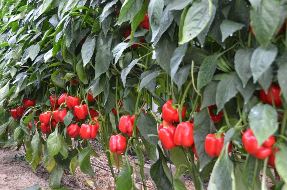 Las VI Jornadas de Pimiento Temprano de Dalías contarán con 16 empresas y una veintena de expertos del sector