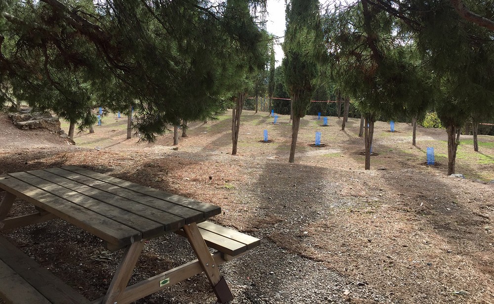 Llega a Castala una nueva edición de ‘Mi amigo el árbol’ orientado a las familias virgitanas