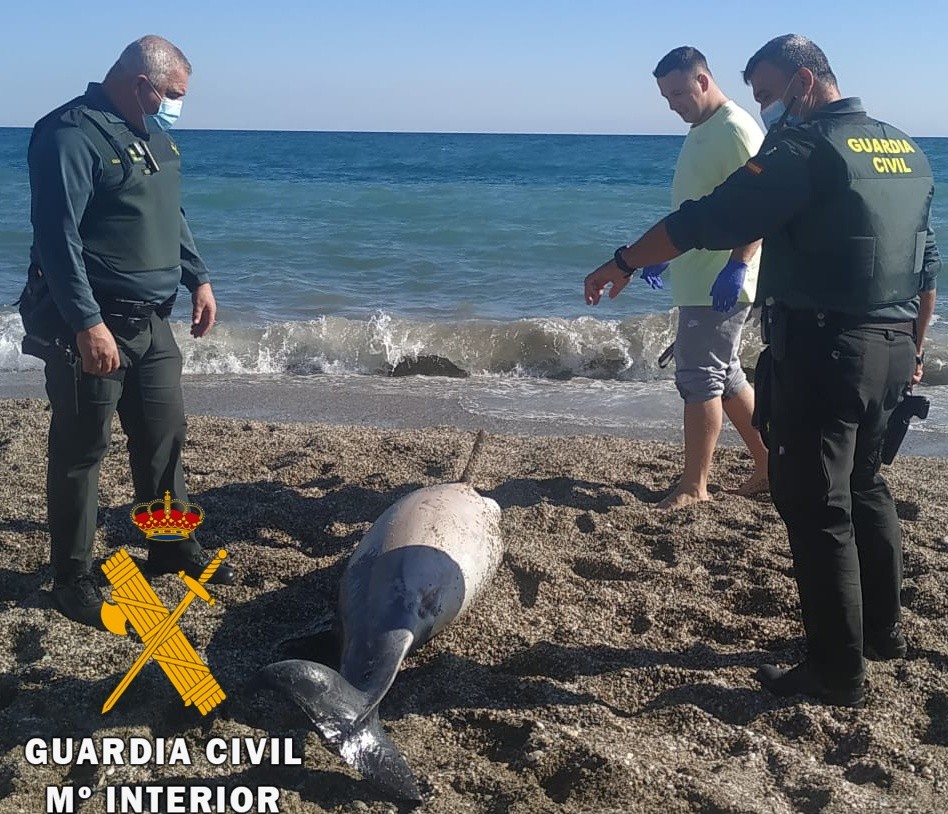 Recogen un delfín muerto varado en Roquetas de Mar