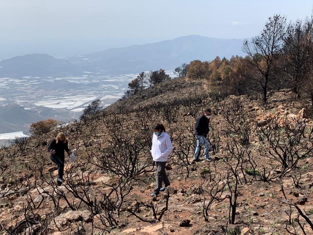 Berja organiza este domingo una gran reforestación en la zona incendiada de la Sierra de Gádor