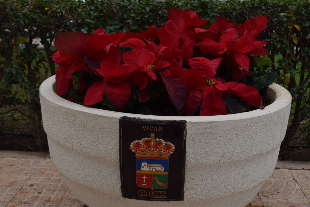 Vícar enlagana con flores de pascua sus rotondas y zonas verdes