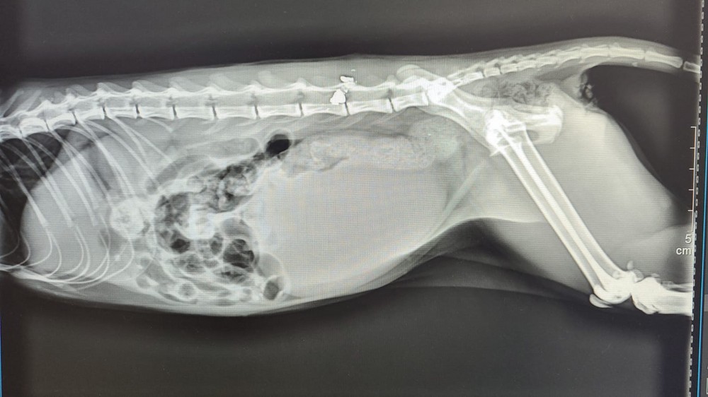 Policía Local de Dalías y Guarda Rural investigan un caso de maltrato animal