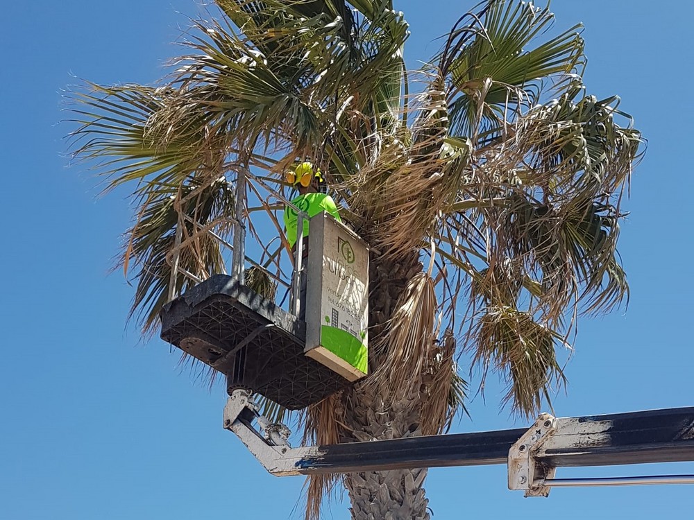 Continúa el plan de refuerzo y mantenimiento de jardines de Adra con la poda de palmeras en paseos marítimos