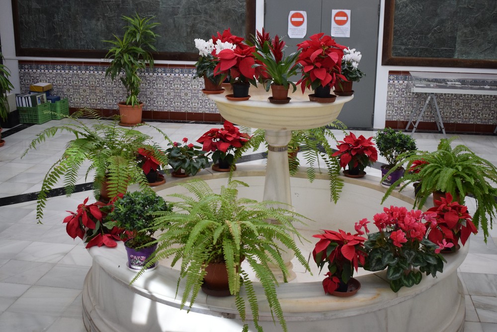 Vícar enlagana con flores de pascua sus rotondas y zonas verdes