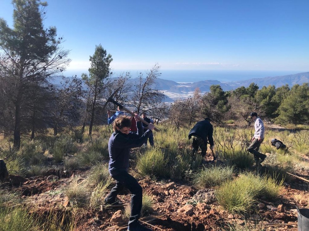 El proyecto Reforesta Berja realiza un ensayo con encinas en El Zarzalón