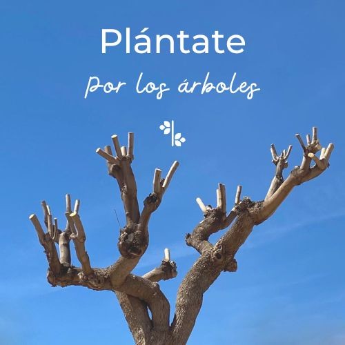 La Asociación Plántate de Dalías pide al Ayuntamiento que se eviten las "podas criminales"