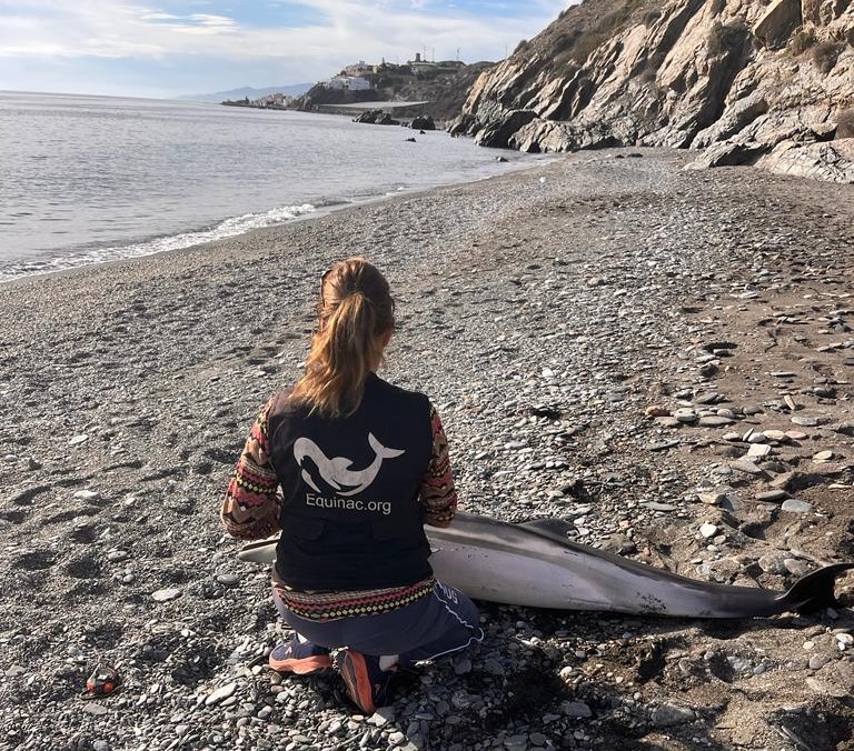Equinac denuncia el aumento de ahogamientos de tortugas y cetáceos en la costa del Poniente