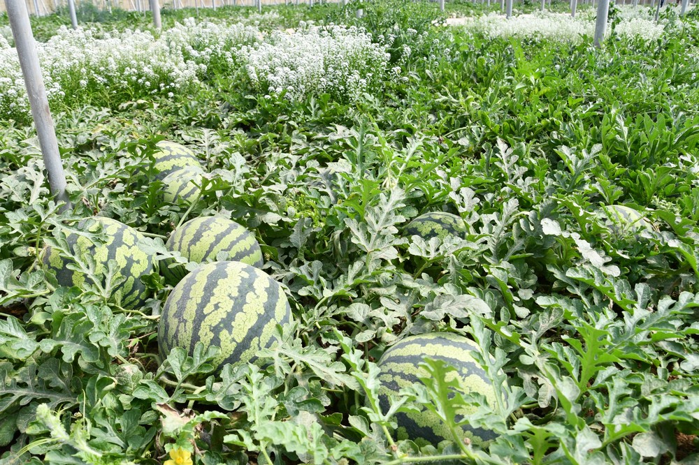 Inagroup Biotech garantiza con Bio cuajesol extra una excelente floración y cuajado