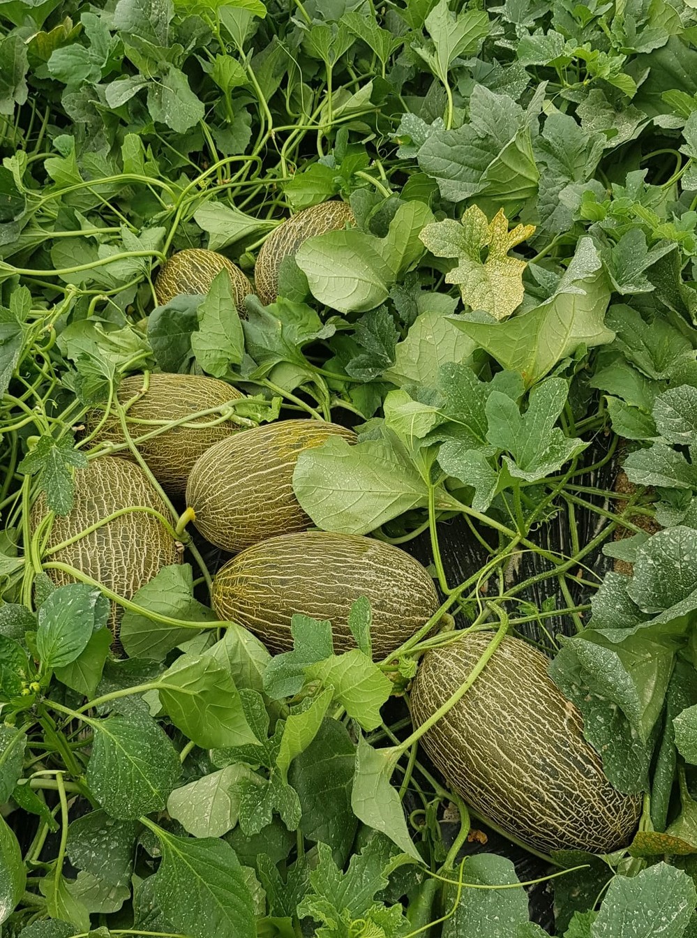 BIO NUTRÓN FORTE, el bioactivador con aminoácidos esenciales de Inagroup Biotech